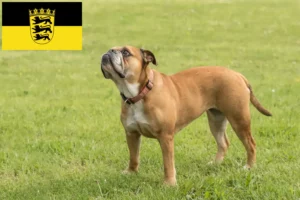 Lee más sobre el artículo Criadores de Bulldog Continental y cachorros en Baden-Württemberg