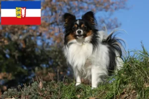 Lee más sobre el artículo Criador de Spaniel Enano Continental y Cachorros en Schleswig-Holstein