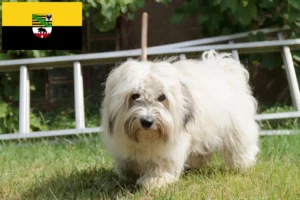 Lee más sobre el artículo Criadores y cachorros de Coton de Tuléar en Sajonia-Anhalt