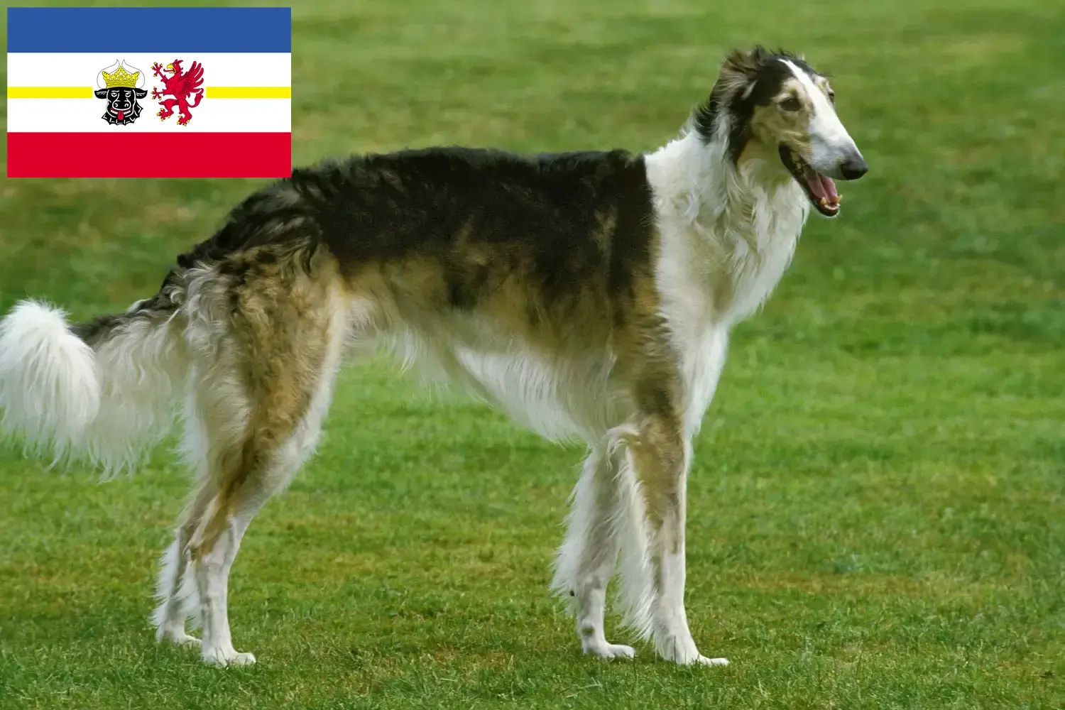Lee más sobre el artículo Criadores de Borzoi y cachorros en Mecklemburgo-Pomerania Occidental