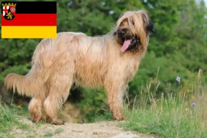 Lee más sobre el artículo Criadores y cachorros de Briard en Renania-Palatinado