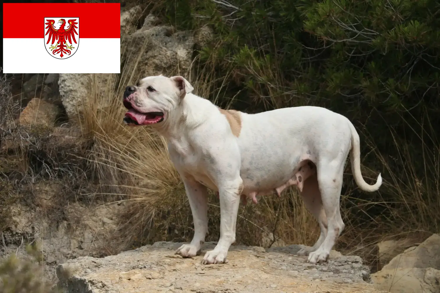 Lee más sobre el artículo Criadores de Bulldog Americano y cachorros en Brandenburgo