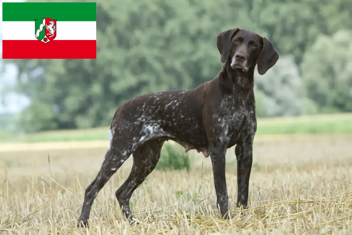 Cachorros y criadores de alemán de pelo corto Renania del Norte-Westfalia Aquí encontrará criadores de pelo corto alemán en Renania del Norte-Westfalia.