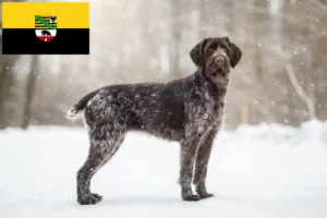 Lee más sobre el artículo Deutsch Drahthaar criadores y cachorros en Sajonia-Anhalt