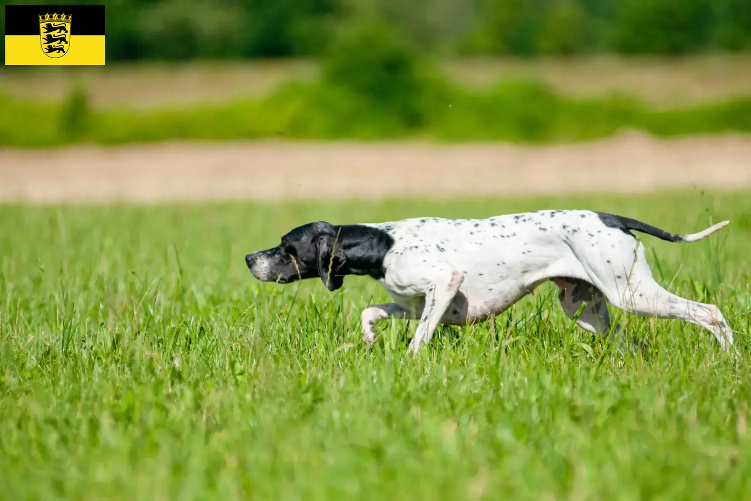Pointer inglés cachorros y criadores Baden-Württemberg Aquí encontrará criadores de perros de muestra ingleses en Baden-Wurtemberg.