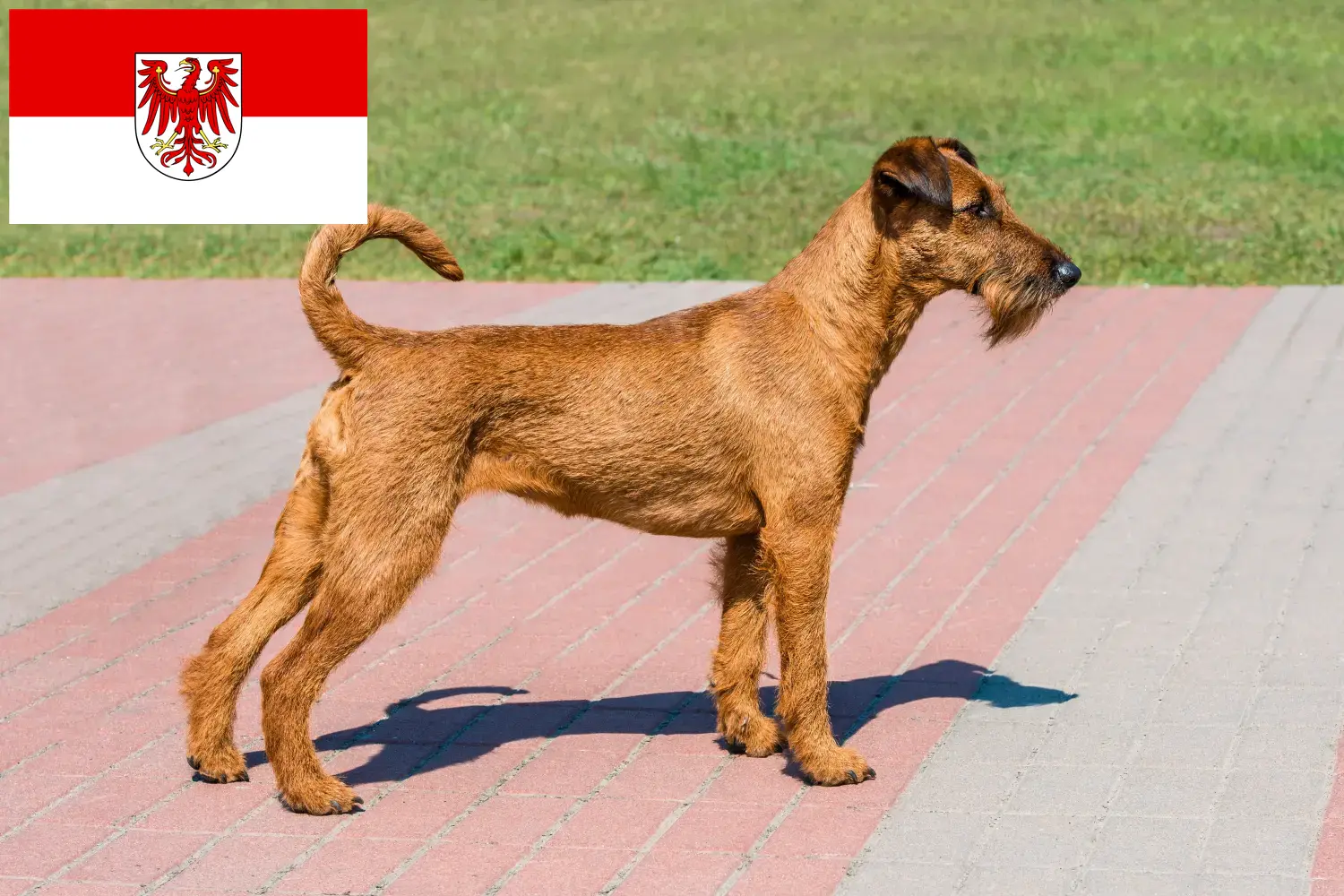 Lee más sobre el artículo Criadores de Irish Terrier y cachorros en Brandenburgo