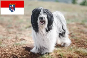 Lee más sobre el artículo Criadores de Terrier Tibetano y cachorros en Hessen