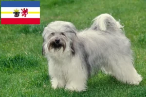Lee más sobre el artículo Criadores de Terrier Tibetano y cachorros en Mecklemburgo-Pomerania Occidental