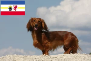 Lee más sobre el artículo Criadores de perros salchicha y cachorros en Mecklemburgo-Pomerania Occidental