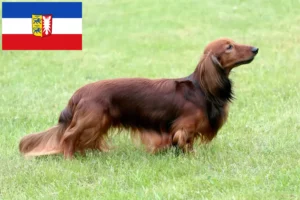 Lee más sobre el artículo Criadores de perros salchicha y cachorros en Schleswig-Holstein