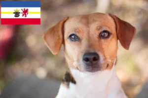 Lee más sobre el artículo Criadores de perros de granja daneses-suecos y cachorros en Mecklemburgo-Pomerania Occidental