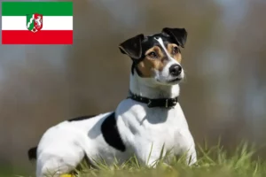 Lee más sobre el artículo Criadores de perros de granja daneses-suecos y cachorros en Renania del Norte-Westfalia