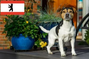 Lee más sobre el artículo Criadores de perros de granja daneses-suecos y cachorros en Berlín
