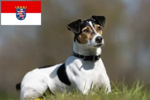 Lee más sobre el artículo Criadores de perros de granja daneses-suecos y cachorros en Hessen