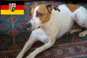 Lee más sobre el artículo Criadores de perros de granja daneses-suecos y cachorros en Sarre