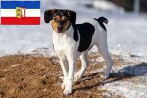 Lee más sobre el artículo Criadores de perros de granja daneses-suecos y cachorros en Schleswig-Holstein