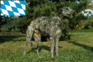 Lee más sobre el artículo Criadores de Deerhound y cachorros en Baviera