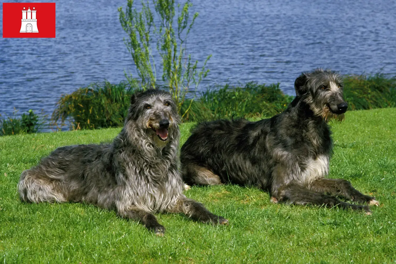 Deerhound cachorros y criadores Hamburgo Aquí puedes encontrar criadores de Deerhounds en Hamburgo.