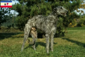 Lee más sobre el artículo Criadores de Deerhound y cachorros en Mecklemburgo-Pomerania Occidental