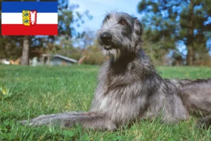 Lee más sobre el artículo Criadores de Deerhound y cachorros en Schleswig-Holstein