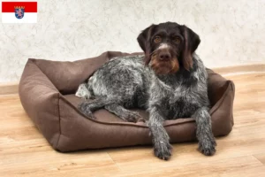 Lee más sobre el artículo Deutsch Drahthaar criadores y cachorros en Hessen