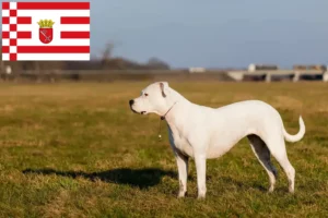 Lee más sobre el artículo Criadores de Dogo Argentino y cachorros en Bremen