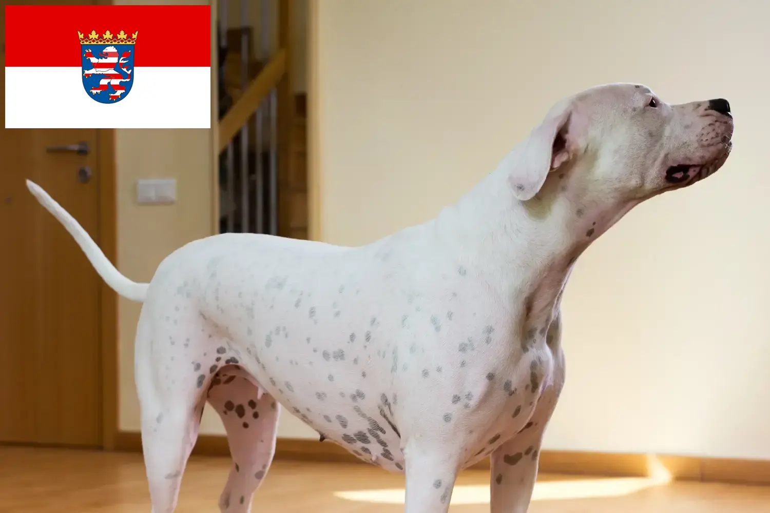 Lee más sobre el artículo Criadores de Dogo Argentino y cachorros en Hessen