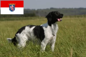Lee más sobre el artículo Criadores y cachorros de Epagneul Breton en Hessen