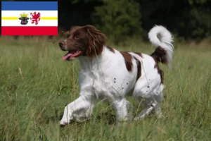 Lee más sobre el artículo Criadores y cachorros de Epagneul Breton en Mecklemburgo-Pomerania Occidental