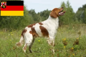 Lee más sobre el artículo Criadores y cachorros de Epagneul Breton en Renania-Palatinado