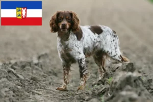 Lee más sobre el artículo Criadores y cachorros de Epagneul Breton en Schleswig-Holstein