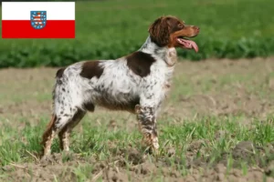 Lee más sobre el artículo Criadores y cachorros de Epagneul Breton en Turingia
