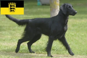 Lee más sobre el artículo Criadores de Flat Coated Retriever y cachorros en Baden-Württemberg