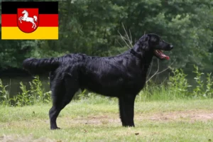 Lee más sobre el artículo Criadores de Flat Coated Retriever y cachorros en Baja Sajonia