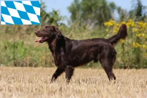 Lee más sobre el artículo Criadores de Flat Coated Retriever y cachorros en Baviera