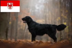 Lee más sobre el artículo Criadores de Flat Coated Retriever y cachorros en Brandenburgo