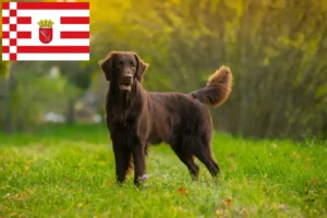 Lee más sobre el artículo Criadores de Flat Coated Retriever y cachorros en Bremen