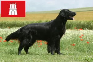 Lee más sobre el artículo Flat Coated Retriever criadores y cachorros en Hamburgo