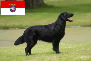 Lee más sobre el artículo Criadores de Flat Coated Retriever y cachorros en Hessen