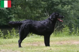 Lee más sobre el artículo Criadores y cachorros de Flat Coated Retriever en Italia