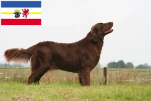 Lee más sobre el artículo Criadores de Flat Coated Retriever y cachorros en Mecklemburgo-Pomerania Occidental