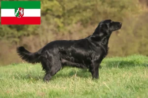 Lee más sobre el artículo Criadores de Flat Coated Retriever y cachorros en Renania del Norte-Westfalia