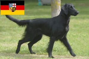 Lee más sobre el artículo Criadores de Flat Coated Retriever y cachorros en Sarre