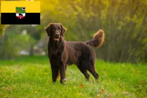 Lee más sobre el artículo Criadores de Flat Coated Retriever y cachorros en Sajonia-Anhalt