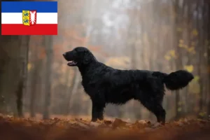 Lee más sobre el artículo Criadores de Flat Coated Retriever y cachorros en Schleswig-Holstein