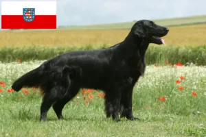 Lee más sobre el artículo Criadores de Flat Coated Retriever y cachorros en Turingia