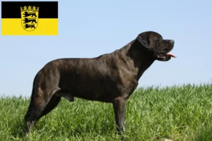 Lee más sobre el artículo Criadores de Bullmastiff y cachorros en Baden-Württemberg