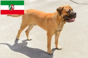 Lee más sobre el artículo Criadores de Bullmastiff y cachorros en Renania del Norte-Westfalia