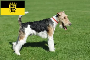 Lee más sobre el artículo Criadores de Fox Terrier y cachorros en Baden-Württemberg