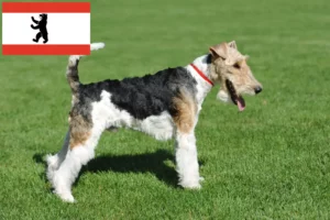 Lee más sobre el artículo Criadores de Fox Terrier y cachorros en Berlín